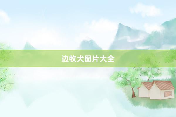 边牧犬图片大全